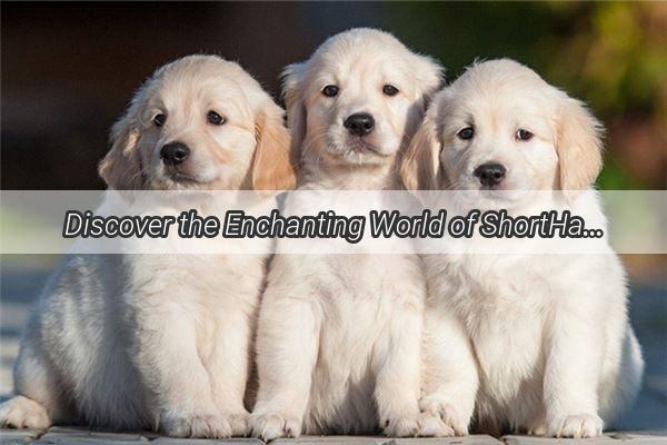 Discover the Enchanting World of ShortHaired Purebred Dogs A Comprehensive Guide to Their Unique Names and Adorable Traits